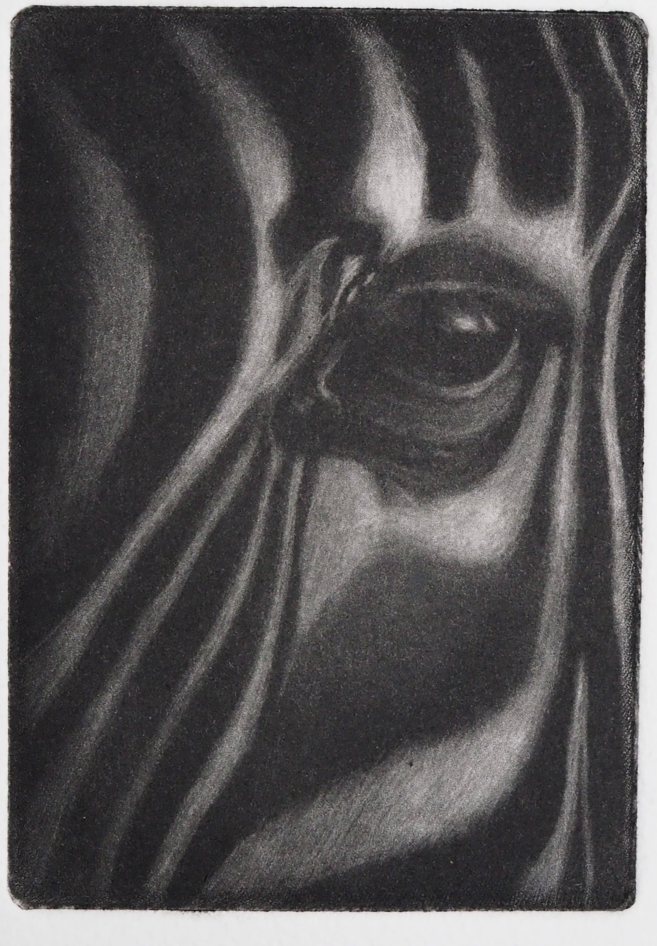 zebra - mezzotint