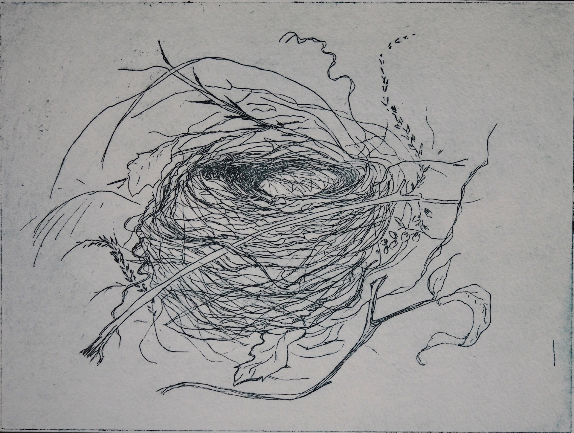 Robin's nest - lijnets
