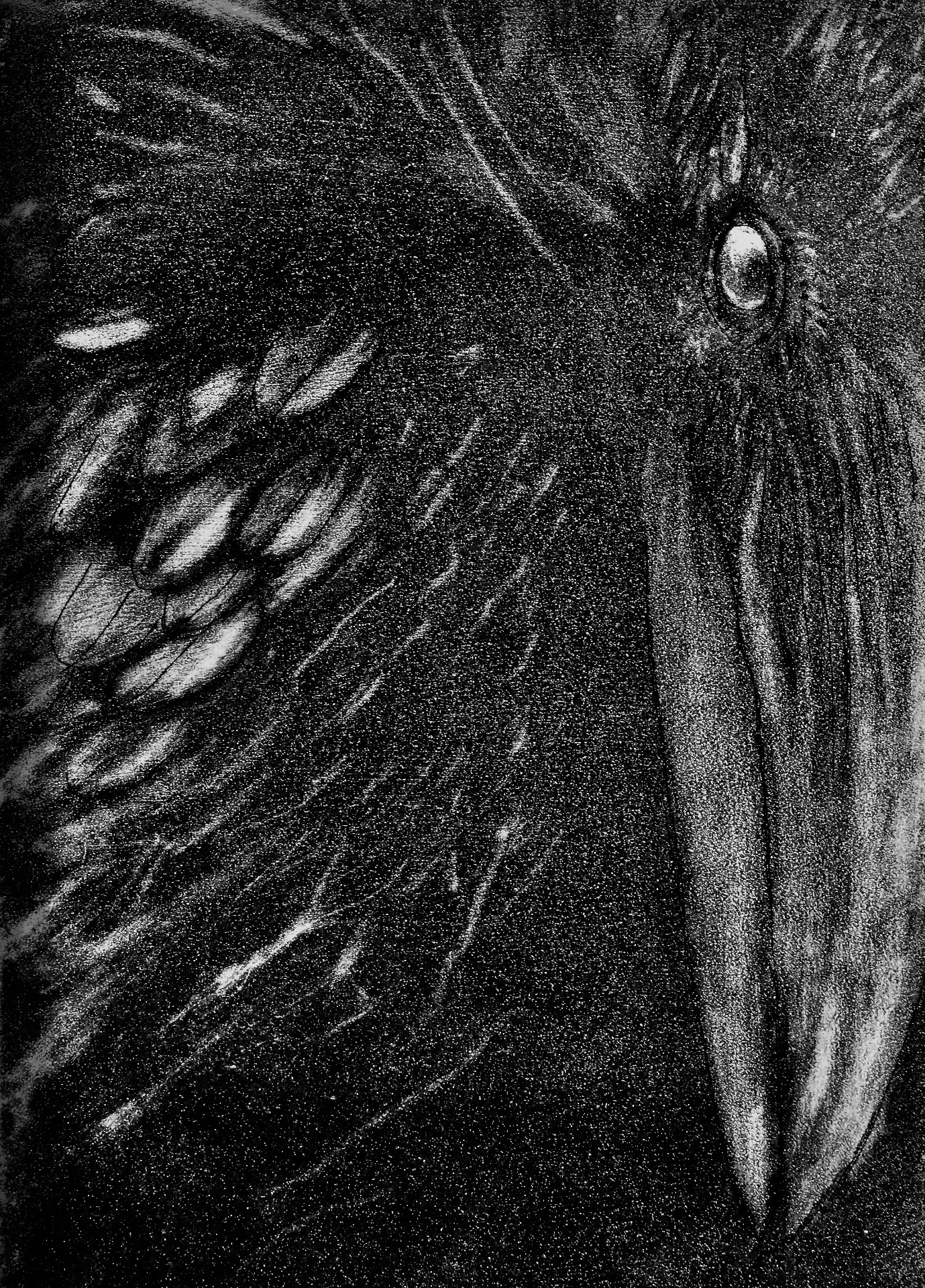 raaf - aquatint/polijsttechniek